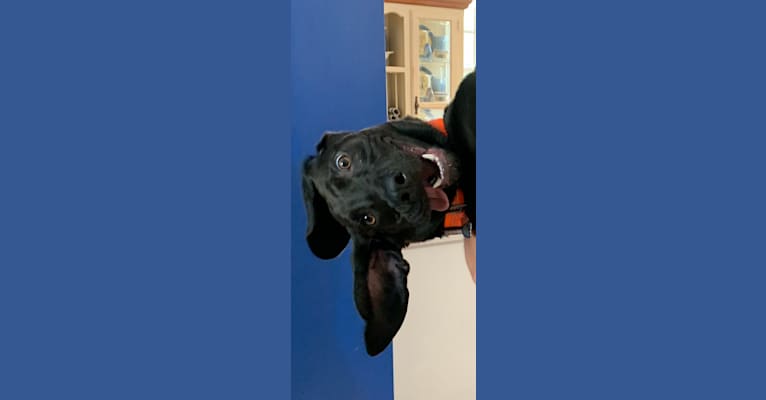 Moose, a Boykin Spaniel and Redbone Coonhound mix tested with EmbarkVet.com