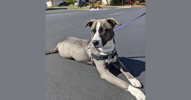 Photo of Karly, a Siberian Husky and American Pit Bull Terrier mix in Lancaster, California, USA