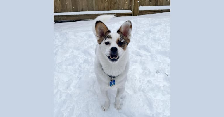 Benji, a Chinese Village Dog tested with EmbarkVet.com