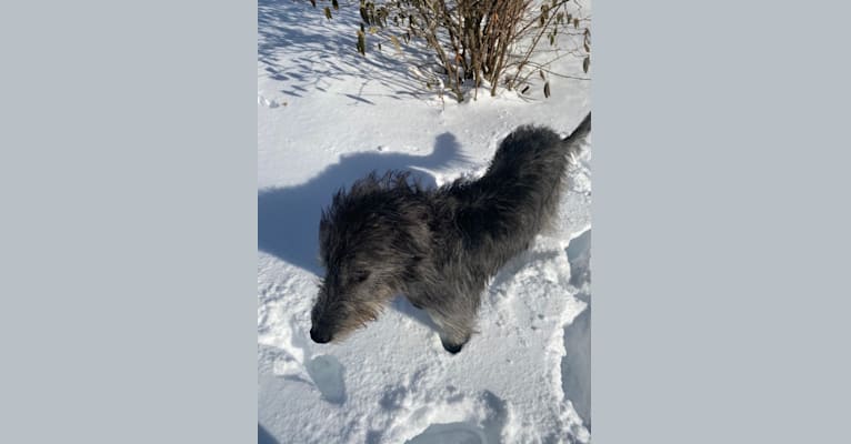 Photo of Ava, an Irish Wolfhound 