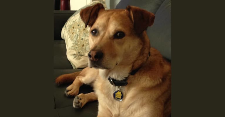 Max, a Labrador Retriever and Staffordshire Terrier mix tested with EmbarkVet.com