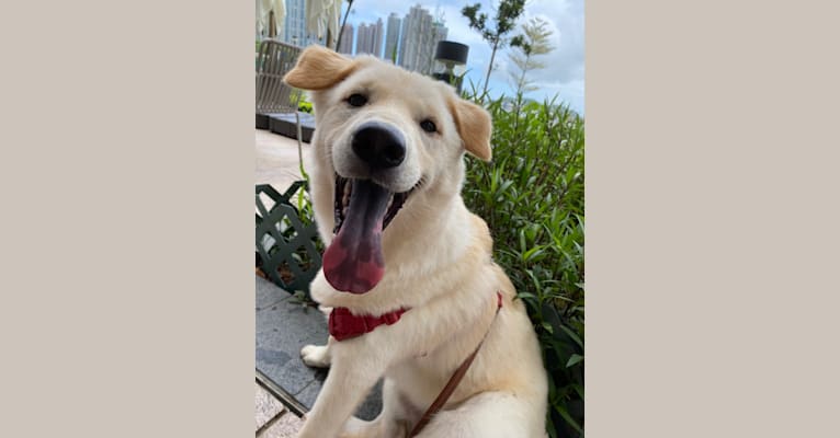 Gum Juu, a Hong Kong Village Dog tested with EmbarkVet.com