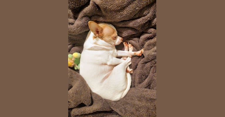 Nug, a Chihuahua tested with EmbarkVet.com