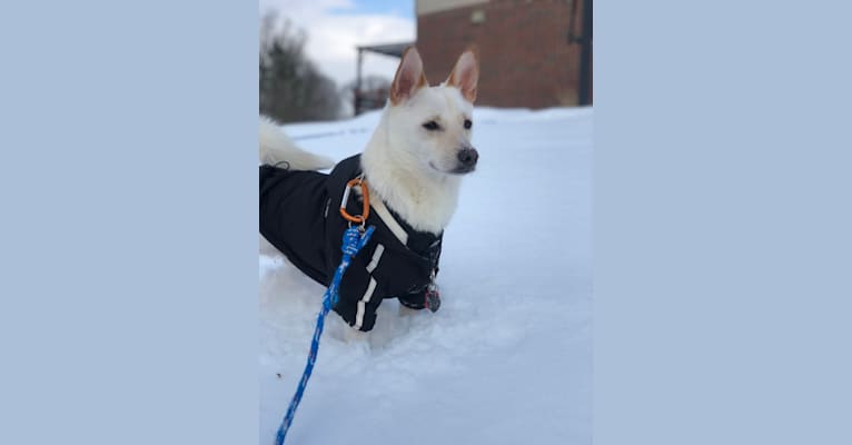 Casper, a Poodle (Small) and Shiba Inu mix tested with EmbarkVet.com