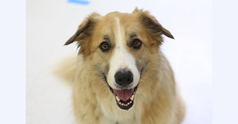 Peaches Jerger, a Border Collie and Great Pyrenees mix tested with EmbarkVet.com