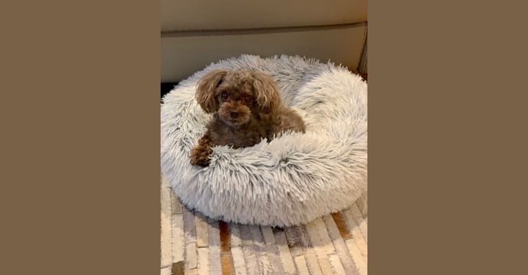 Photo of Kayla, a Poodle (Small)  in Toronto, ON, Canada