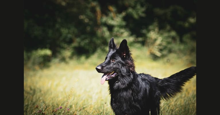 Photo of Phenris, a German Shepherd Dog 