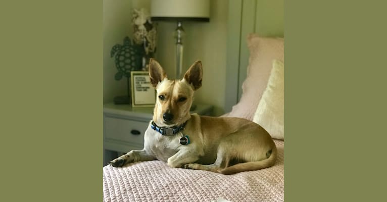 Photo of Ferdi, an American Village Dog and Chihuahua mix in Puerto Rico