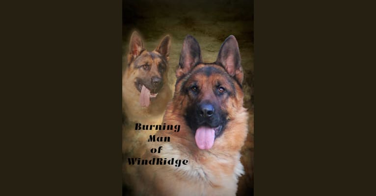 Burning Man Of WindRidge, a German Shepherd Dog tested with EmbarkVet.com