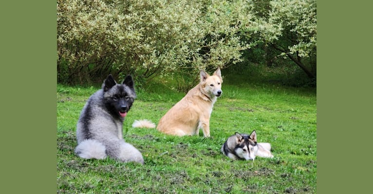 Duchess Lilly Puff Brown, a Keeshond tested with EmbarkVet.com