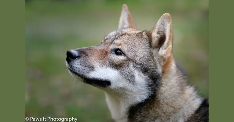 Inoko, a Shikoku tested with EmbarkVet.com