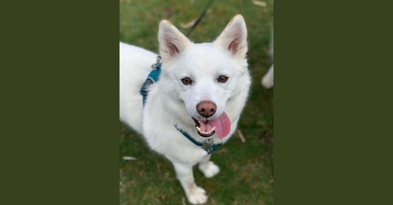 Pearl, a Japanese or Korean Village Dog and Jindo mix tested with EmbarkVet.com