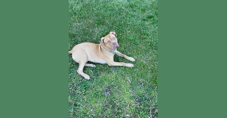 Photo of Simba, an American Pit Bull Terrier and American Bulldog mix in Yonkers, New York, USA