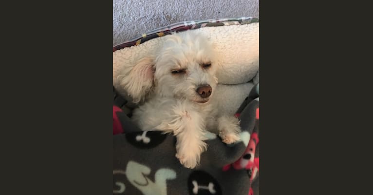 Photo of Edna, a Poodle (Small), Chihuahua, Pekingese, and Cocker Spaniel mix in California, USA
