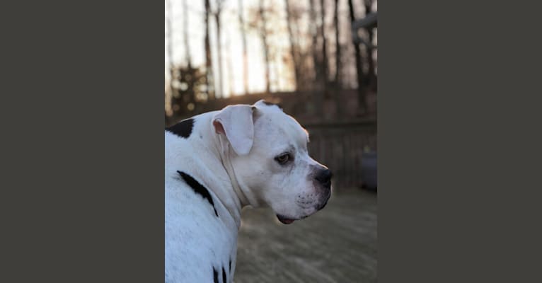 Photo of Charlie, an American Pit Bull Terrier, American Bulldog, and Boxer mix in North Carolina, USA