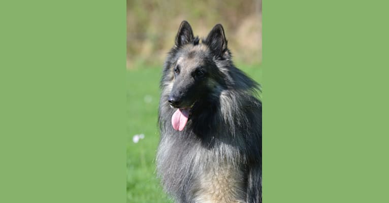 Daron, a Belgian Shepherd tested with EmbarkVet.com
