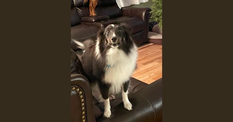 Whiskey Cash Adams, a Shetland Sheepdog tested with EmbarkVet.com