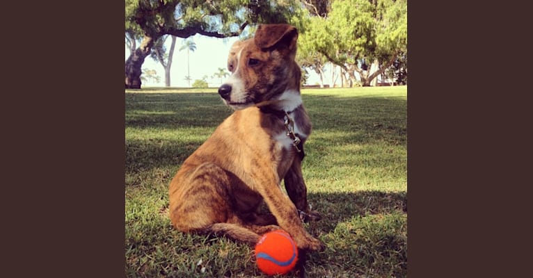 Jeter, a Staffordshire Terrier and Australian Cattle Dog mix tested with EmbarkVet.com
