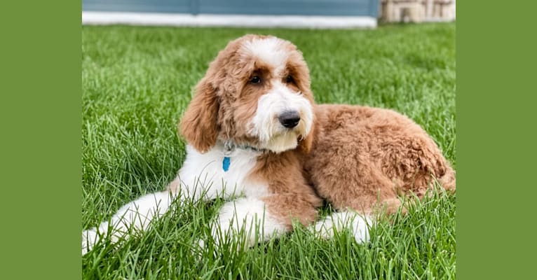 Photo of Hazel, a Goldendoodle  in Twin Falls, ID, USA