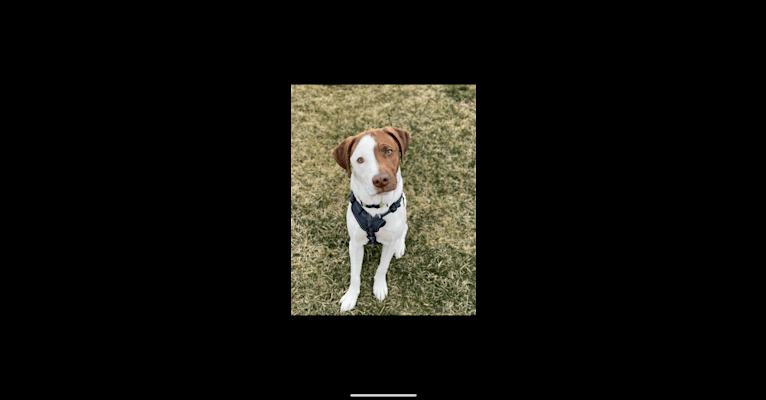 Otis, a Labrador Retriever and American Pit Bull Terrier mix tested with EmbarkVet.com