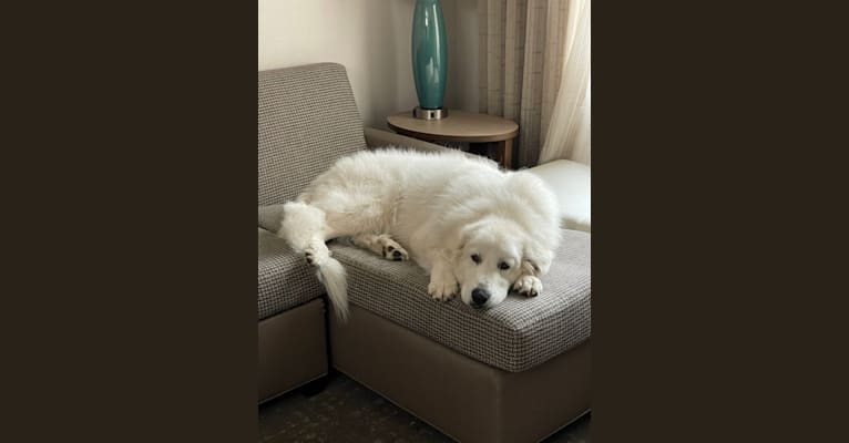 Looney “Chik’in Mini Bandit” Bear, a Great Pyrenees tested with EmbarkVet.com