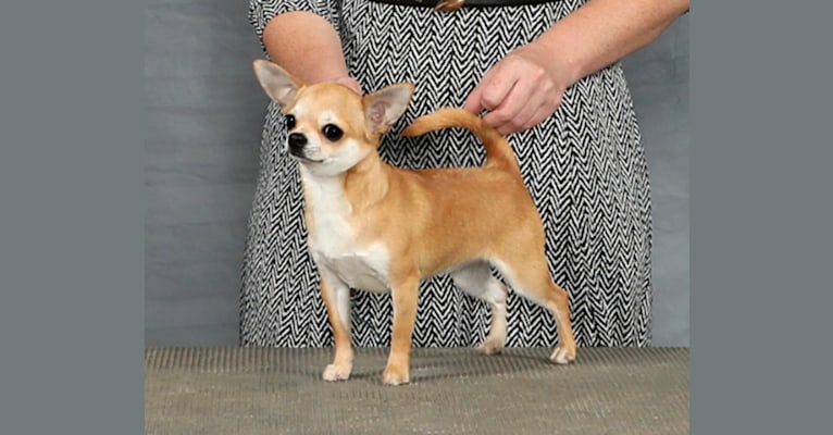 Photo of Tila, a Chihuahua 