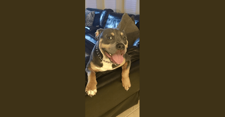 Chop, an American Bully tested with EmbarkVet.com