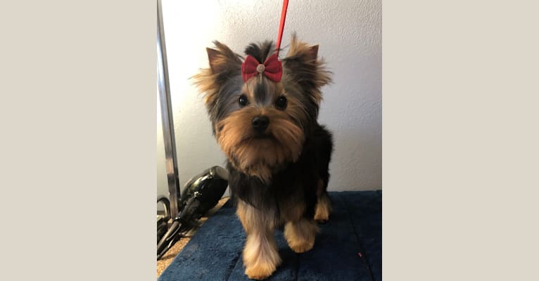 Photo of Yeti, a Yorkshire Terrier  in Slovakia