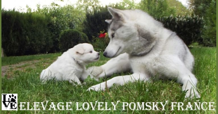 LOVELY, a Siberian Husky tested with EmbarkVet.com