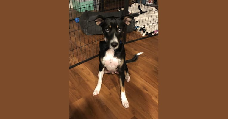 Carson, a Rat Terrier and Mountain Cur mix tested with EmbarkVet.com