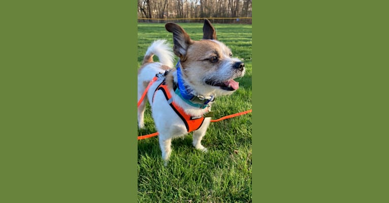 Oliver, a Chihuahua and Cocker Spaniel mix tested with EmbarkVet.com