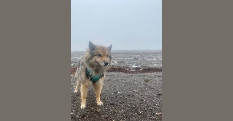 Cassia, a Siberian Husky and Australian Shepherd mix tested with EmbarkVet.com