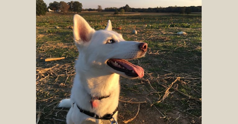 Freya, a Siberian Husky and German Shepherd Dog mix tested with EmbarkVet.com