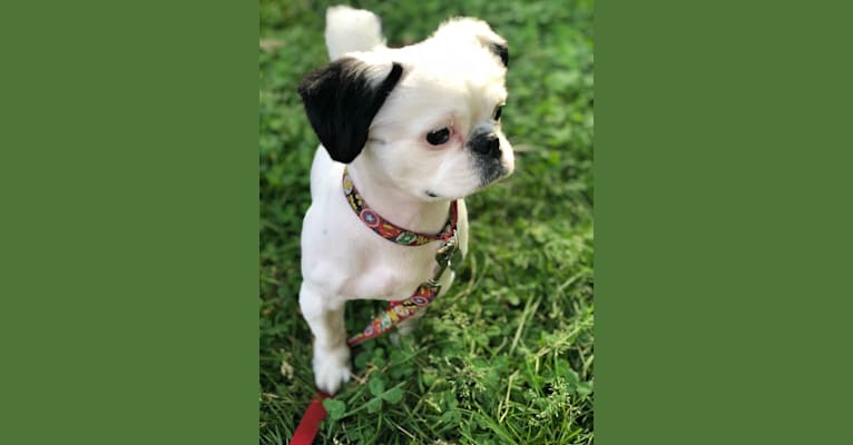 Photo of Tyson, a Lhasa Apso, Shih Tzu, and Mixed mix in Elizabeth, New Jersey, USA