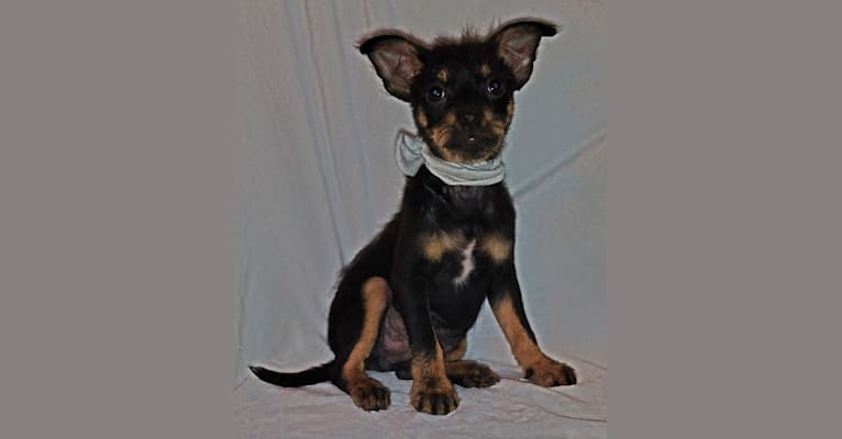Saejin, a Chihuahua and Rat Terrier mix tested with EmbarkVet.com