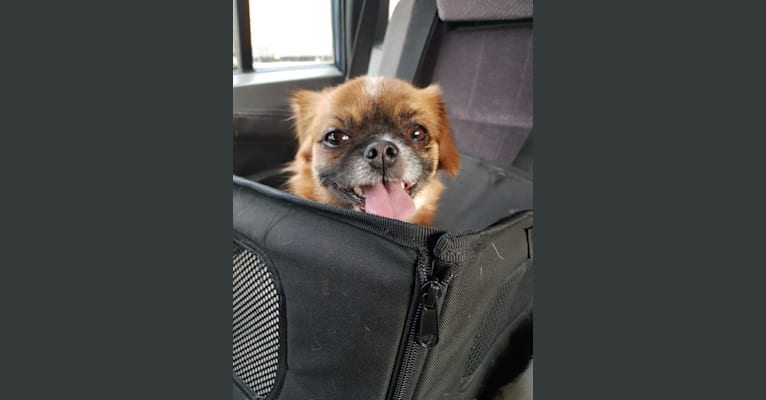 Minnie, a Pekingese and Russell-type Terrier mix tested with EmbarkVet.com
