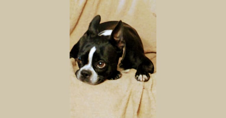 Photo of Serana, a Boston Terrier  in Kingsport, Tennessee, USA