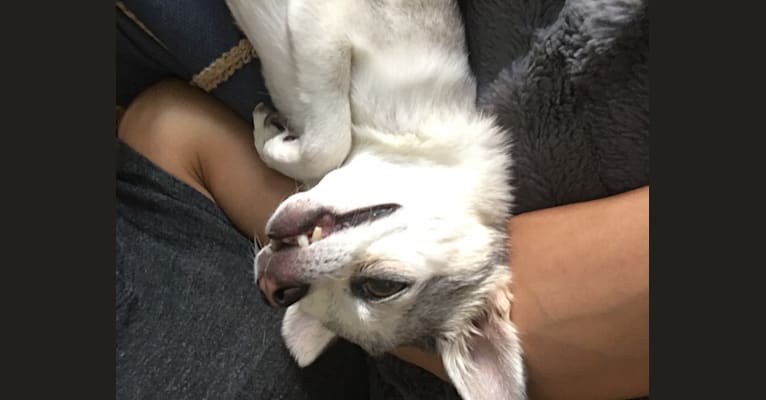 Darcy, a Chihuahua tested with EmbarkVet.com