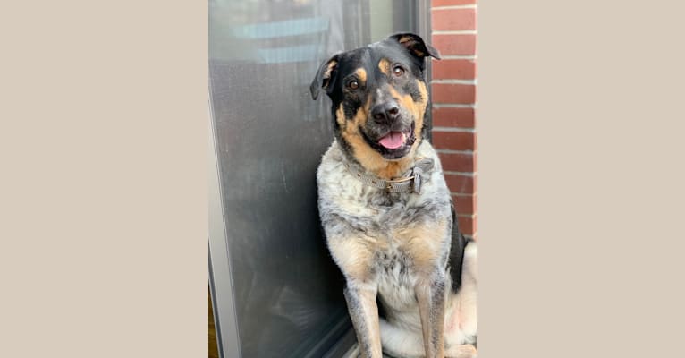 Photo of Aspen, an Australian Cattle Dog, Chow Chow, Catahoula Leopard Dog, Great Pyrenees, and American Pit Bull Terrier mix in Houston, Texas, USA