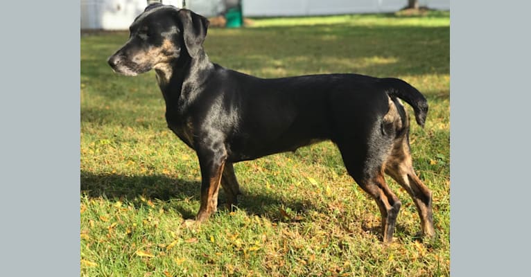 Tippy, a Mountain Cur and Catahoula Leopard Dog mix tested with EmbarkVet.com