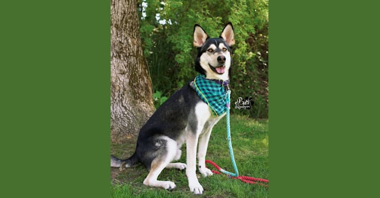 Balti, a German Shepherd Dog and Alaskan Malamute mix tested with EmbarkVet.com