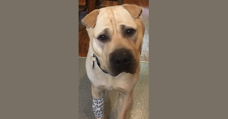 Shar pei bull terrier mix online