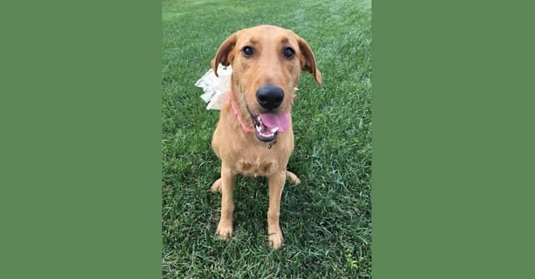 Embark Dog DNA Test Breed