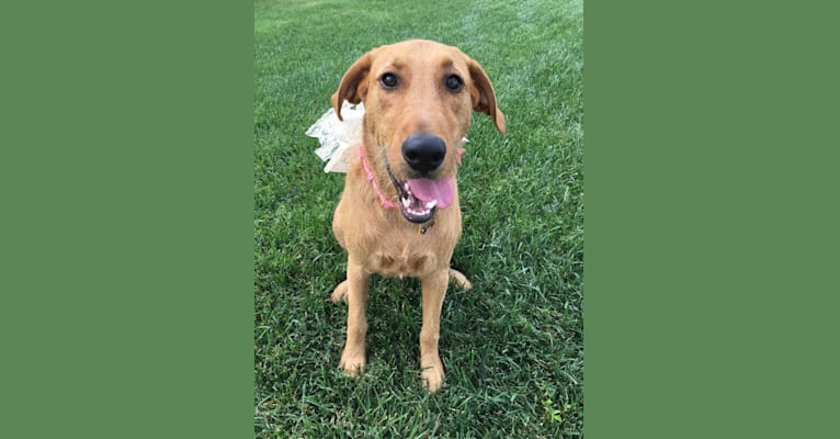 Beans, an Airedale Terrier and Bloodhound mix tested with EmbarkVet.com