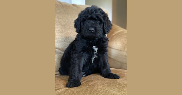 Leopold, a Newfypoo tested with EmbarkVet.com