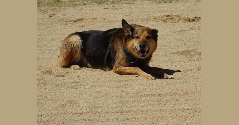Rohan, an Australian Kelpie and German Shepherd Dog mix tested with EmbarkVet.com