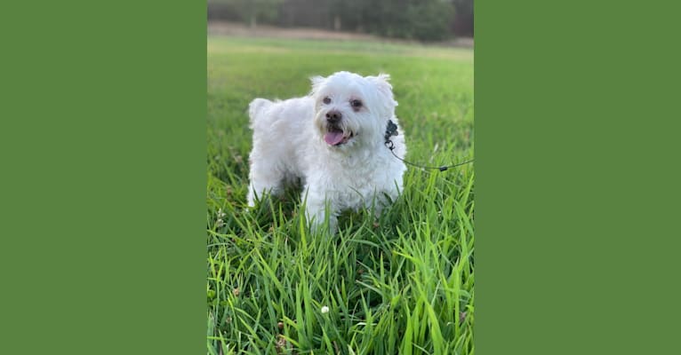 Logan, a Chinese Crested and Maltese mix tested with EmbarkVet.com