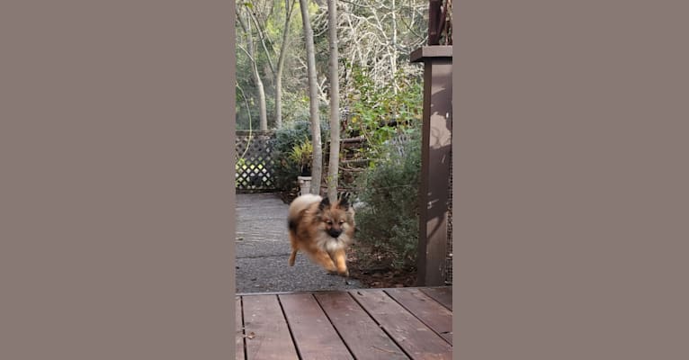 Photo of Grizzy, a Pomeranian  in Sacramento, California, USA