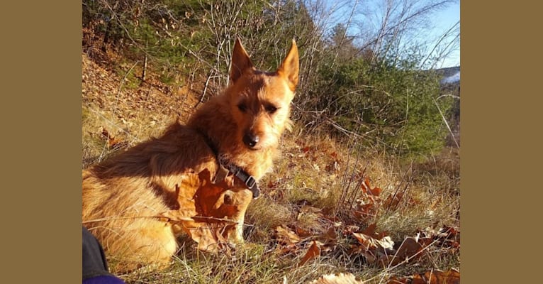 Rosko, a Chihuahua and Australian Cattle Dog mix tested with EmbarkVet.com