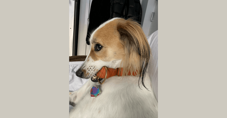 Carrot, a South Asian Village Dog tested with EmbarkVet.com